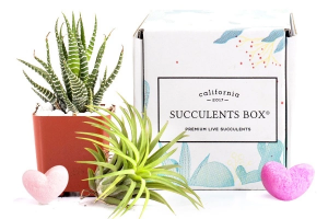 Succulents Box - Monthly Subscription Box