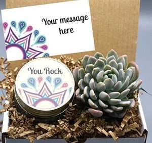 You Rock Succulent Gift Box