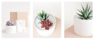 Succulent Gifting for Father's Day