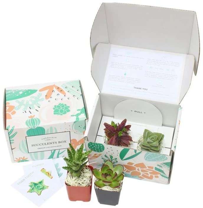 Succulent Subscription Box for Dad