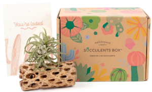 Airplant-Box-Monthly