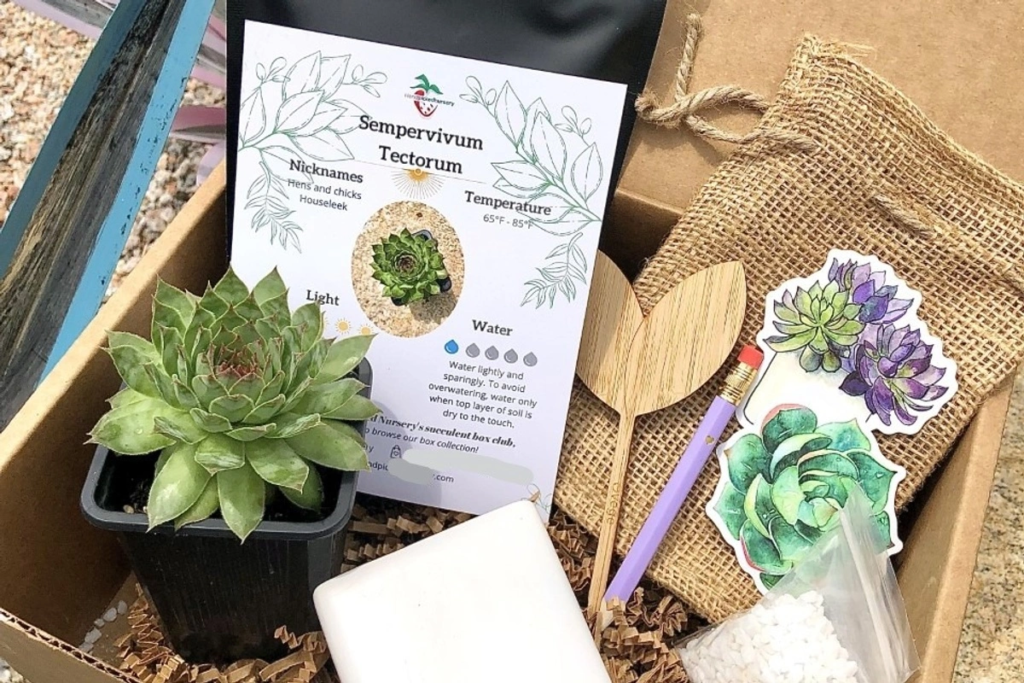 Succulent-Cacti-Monthly-Box