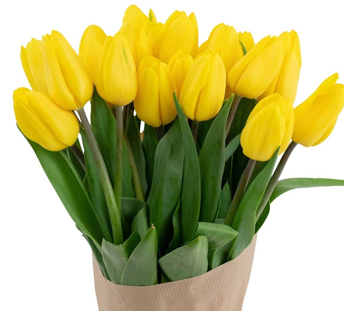 Flowers That Symbolize Friendship on International Friendship Day